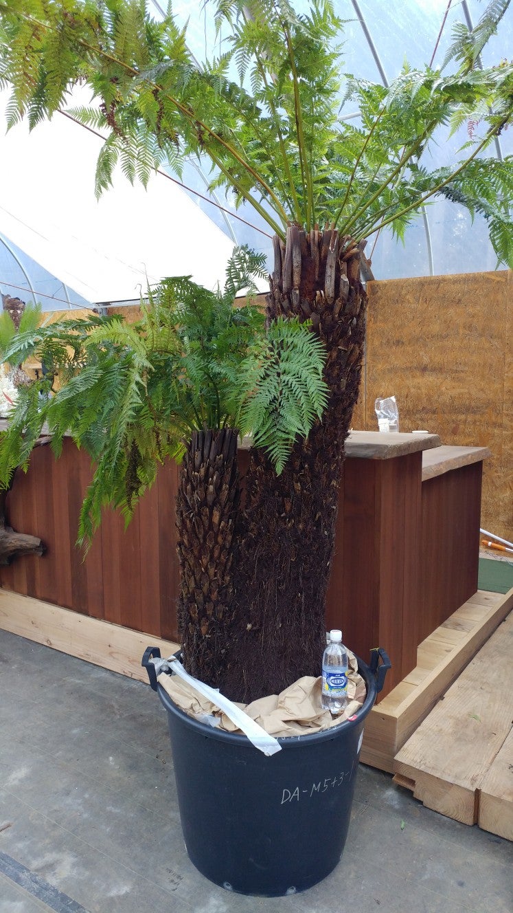 半日陰にうってつけ | 福井市のヤシの木屋 Fukui Palm