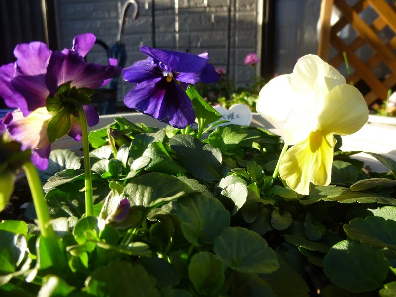 2月中旬の庭の花 パンジー 葉牡丹 Masaのブログ 花と緑に癒されて