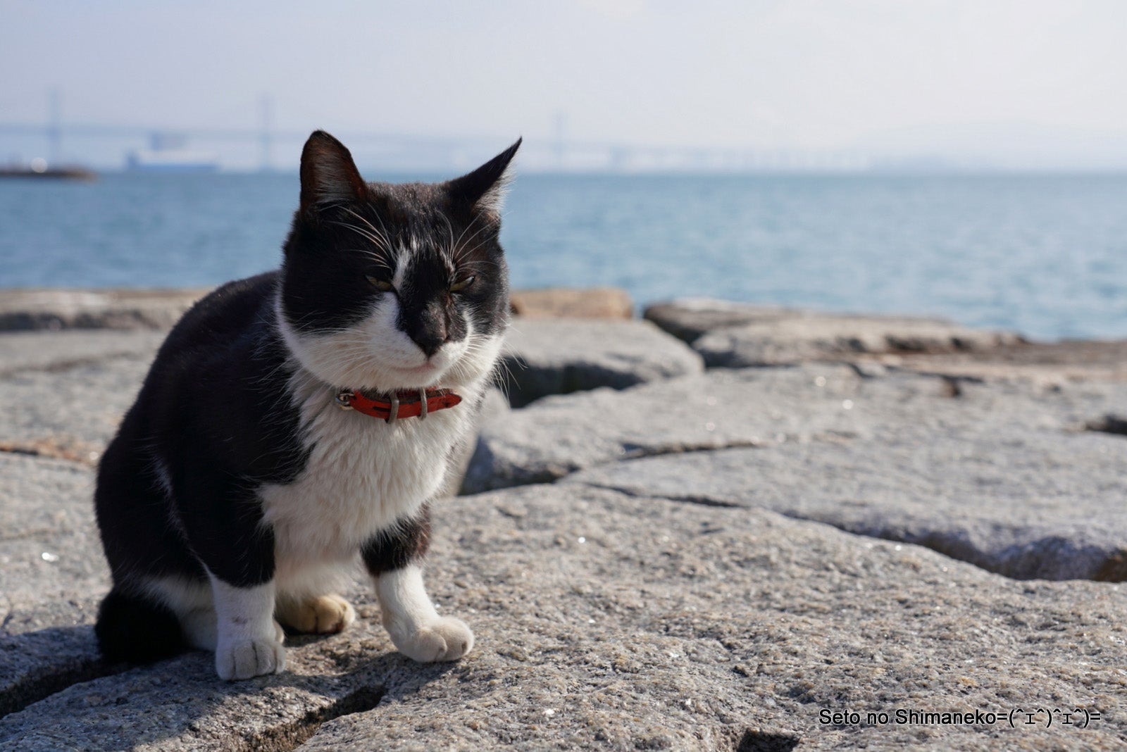 浜辺のコアラにゃん 瀬戸の島猫 Seto No Shimaneko