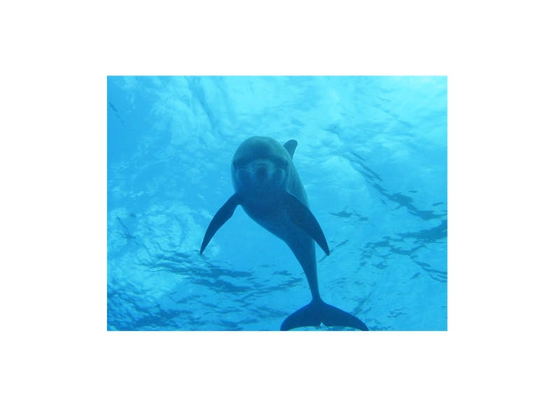 今日のイルカ 正面イルカを描いてみた イルカと泳ぐ ドルフィンスイム ツアー 御蔵 利島 ハワイ おひとり様歓迎 自然 セラピ マインドフルネス 人見道夫