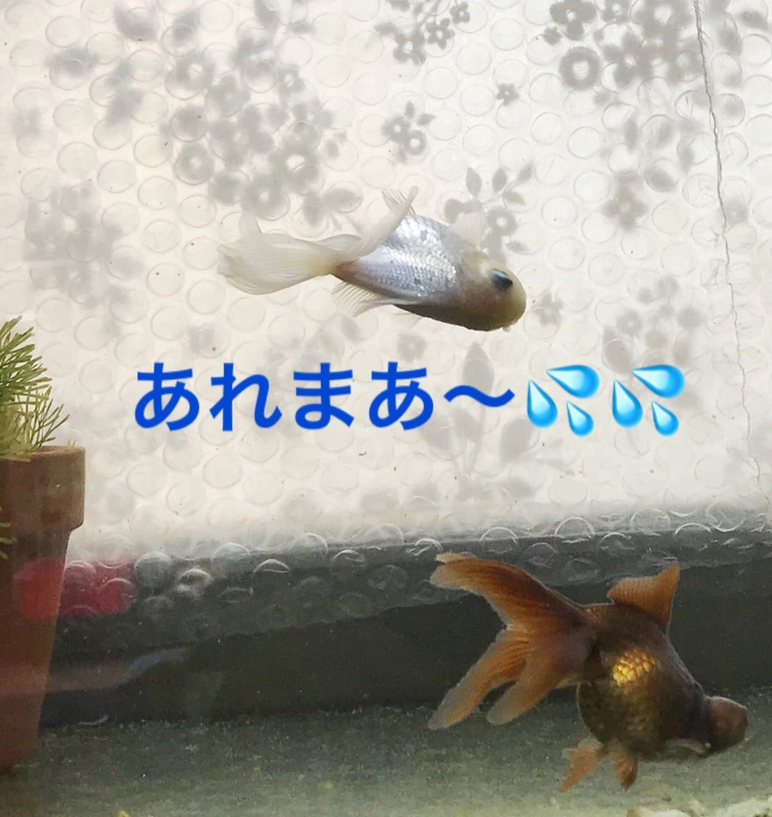 金魚 転覆 シロちゃん 金魚 めだか トイプー ヨーキー いきものがかり 金魚 転覆 シロちゃん 金魚 めだか トイプー ヨーキー いきものがかり