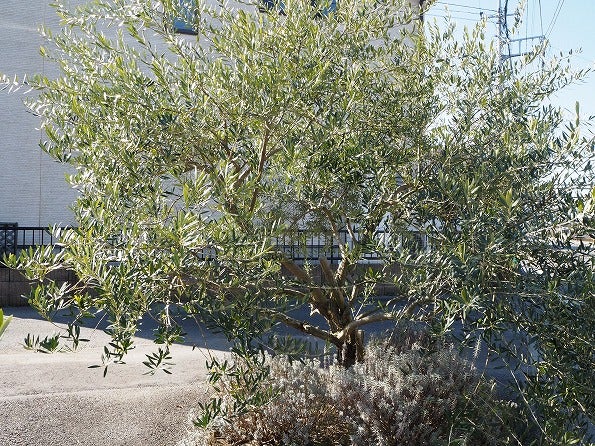 オリーブの木の剪定まとめ２０２０ Olivegardening With Succulent