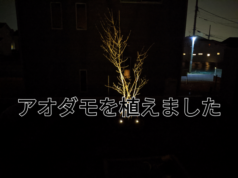シンボルツリー アオダモを植えました 富士住建で建てた子供が走れる家