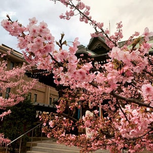 桜神宮 〜 桜新町で縁結び、しずかに人気。の画像