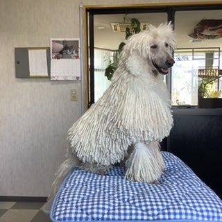 さくらちゃんの記事画像