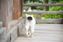 猫のしっぽ 洋光台ペットクリニックのブログ