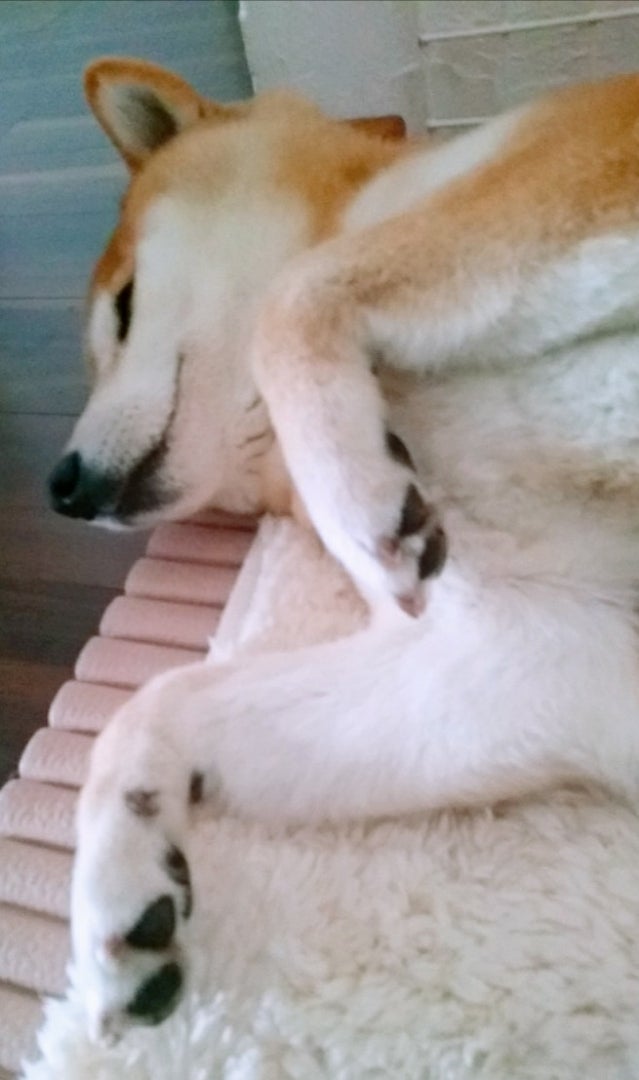 愛犬のガサガサ肉球が柔らかい肉球に 神戸の犬整体 歩くいぬ のブログ