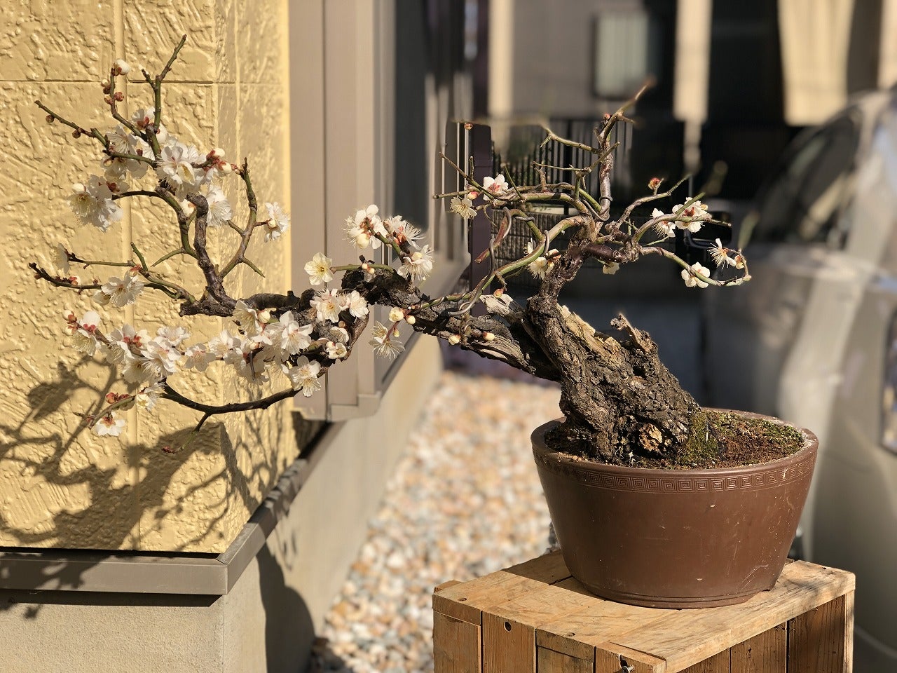 野梅が満開に♪ | Vintage Bonsai 〜盆栽&北欧ヴィンテージ〜 野梅が満開に♪ | Vintage Bonsai 〜盆栽&北欧ヴィンテージ〜