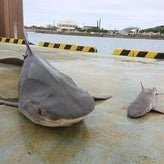 サメ駆除ってのがあるんだよ～！（41/100）のサムネイル画像
