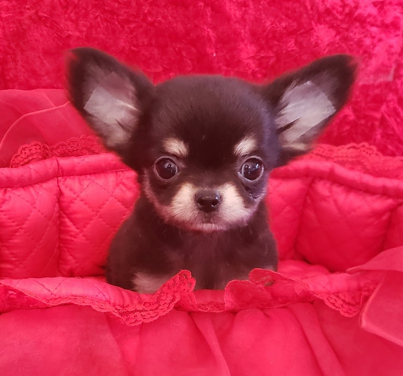 可愛いチワワの子犬生まれています Bramver S Chihuahua My Precious Yorkie