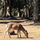 ▩ Go see deer and plum in Naraの記事より