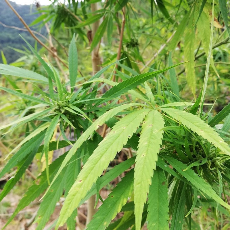 自生 北海道 大麻