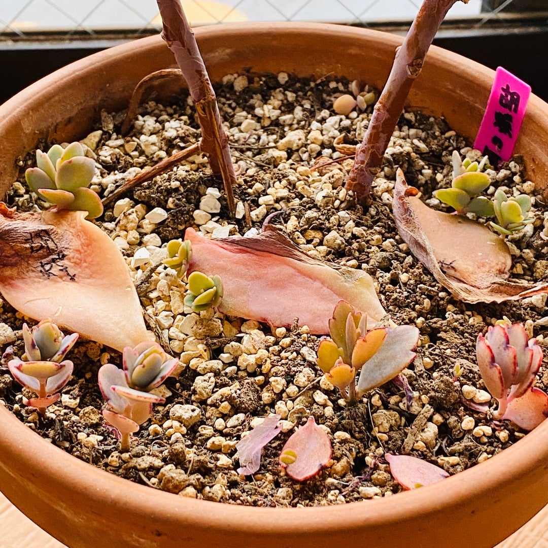 胡蝶の舞 Kalanchoe fedtschenkoi | 多肉日記(たにっき) 胡蝶の舞 Kalanchoe fedtschenkoi | 多肉日記(たにっき)