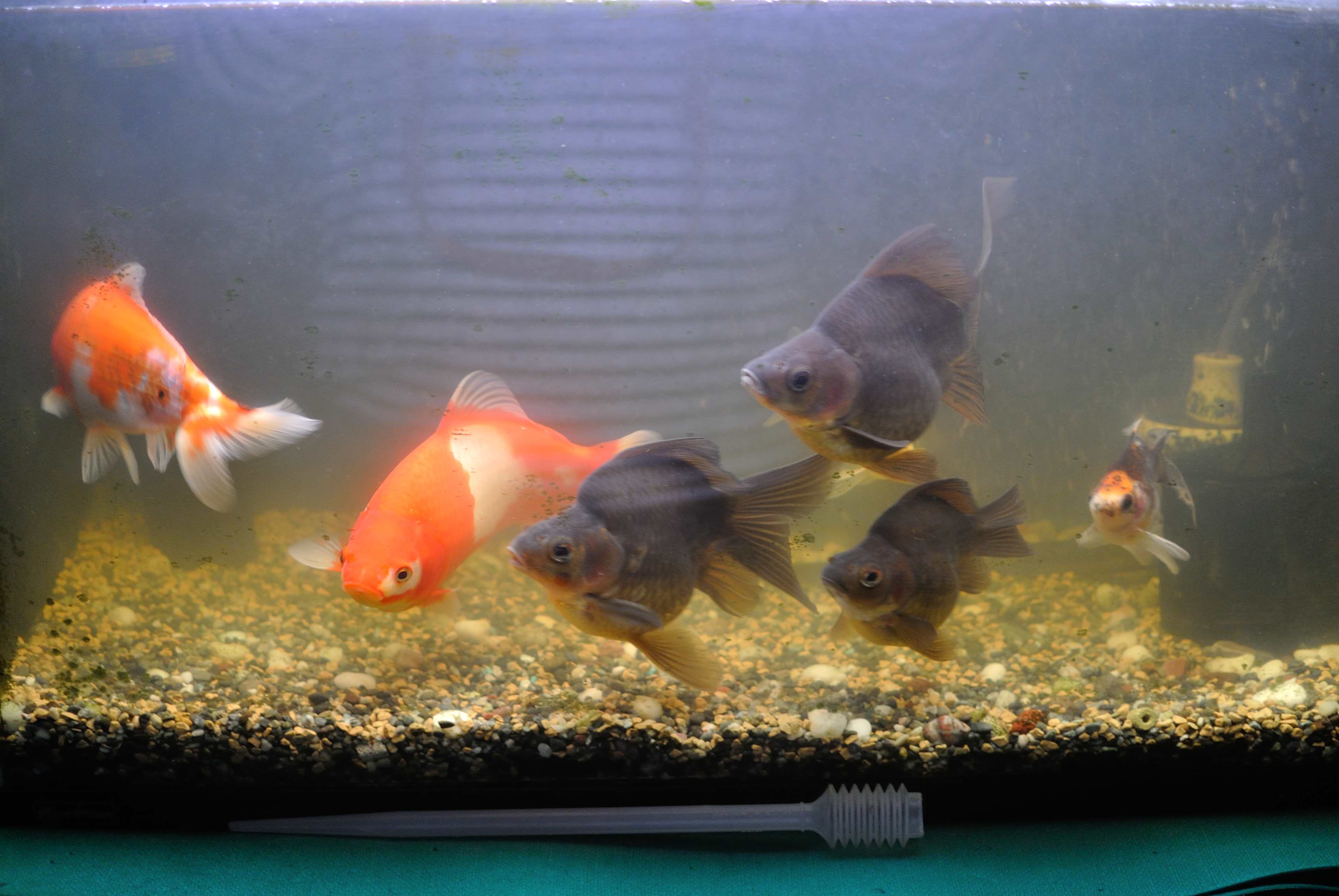 60㎝メイン？水槽紹介【2020年春】 | うさぎと金魚と模型と酒と…