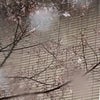 桜の開花と雪とホワイトデーの画像
