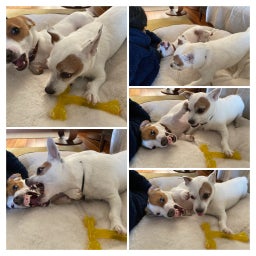 画像 かわいかレオノエル の記事より 8つ目