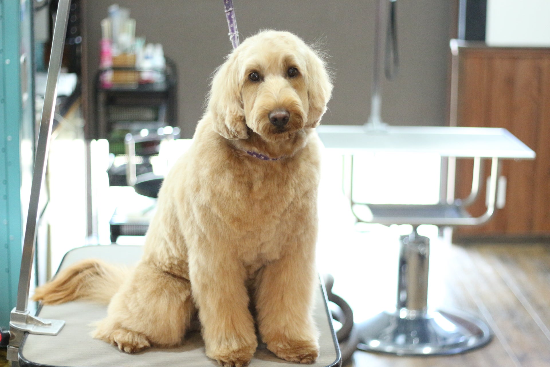 オーストラリアンラブラドゥードルの毛質の違いによる雰囲気 D D D の犬ブログ 茅野市 犬のトリミング ペットホテルのお店です