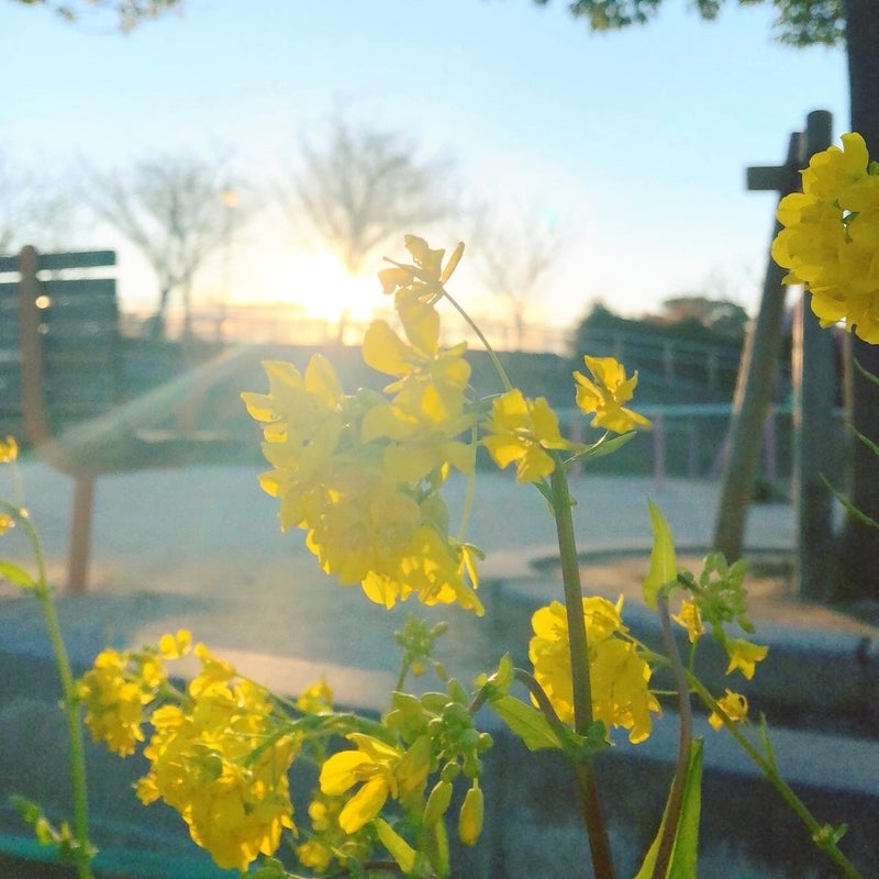 菜の花の花言葉の新着記事 アメーバブログ アメブロ