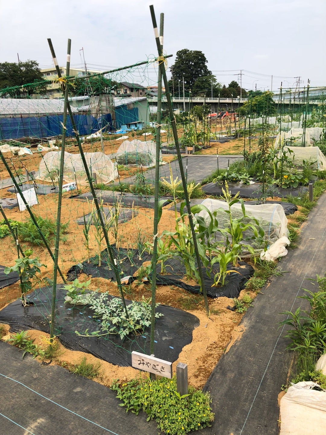 スイカとカボチャは空中栽培で 5 支柱を立てる プリメロ菜園通信