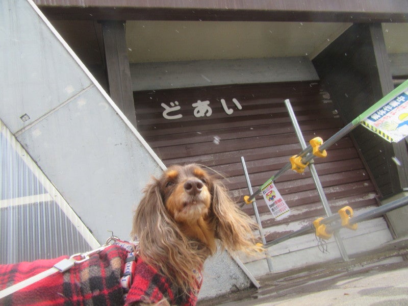土合山の家 犬 Hakka
