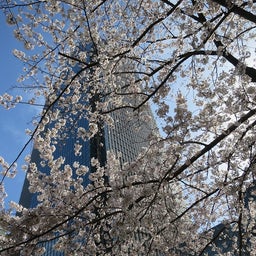 画像 六本木の桜 の記事より 1つ目