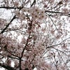 今朝の桜★の画像