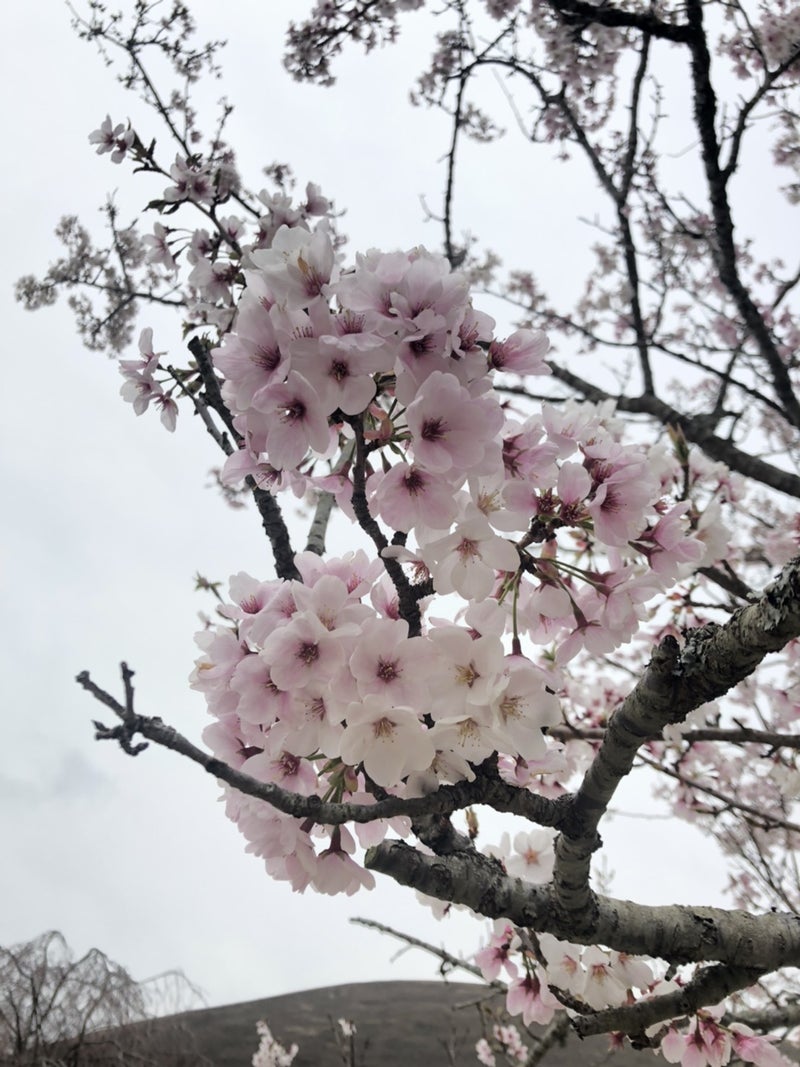 月下桜 Futari Komorebiのブログ
