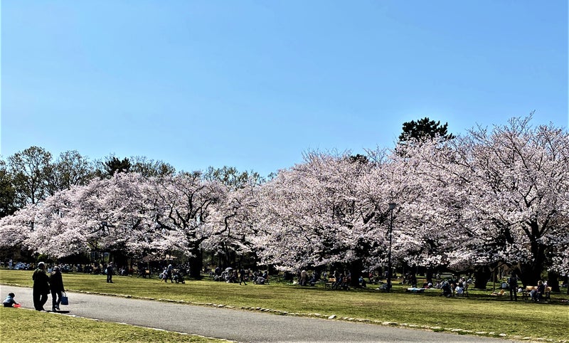 小金井 公園 桜
