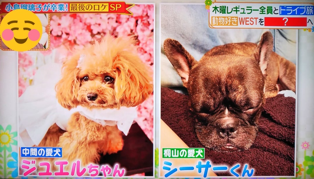 かわいい 晴れときどきジャニーズwest重岡大毅くん ワ ジャス民の自由気ままなのほほんblog