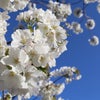 桜咲く、お花見散策２０２０・その１｜コロナショック。ブログでは備忘録を兼ねて色々なことを綴ってきの画像