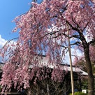桜は来年も必ず帰ってきます！の記事より