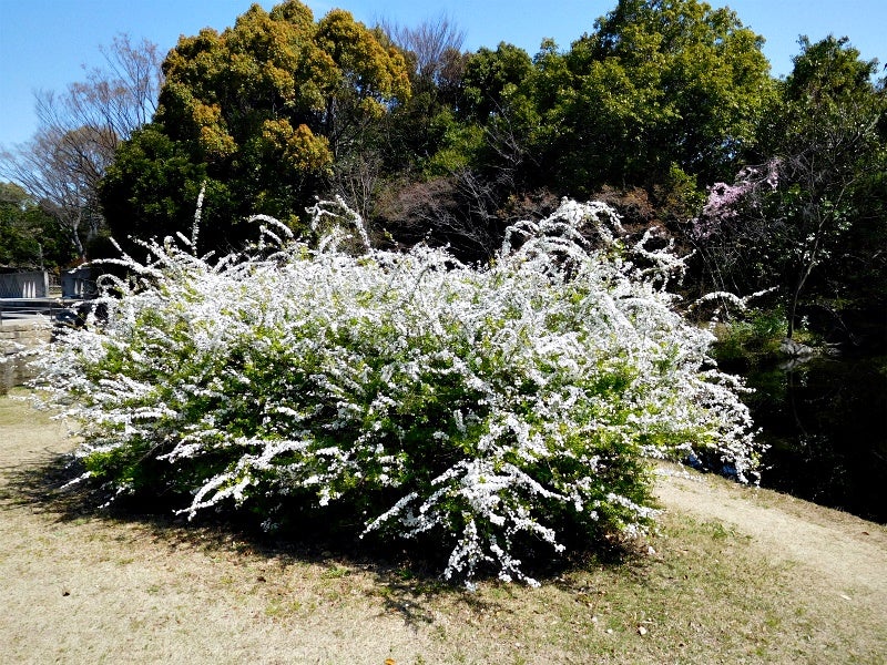 雪柳 （ゆきやなぎ） | きどさちのブログ