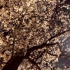 桜が綺麗(´>∀<｀)の画像