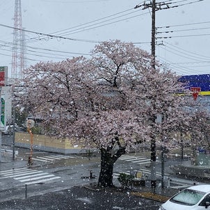 桜と雪の画像