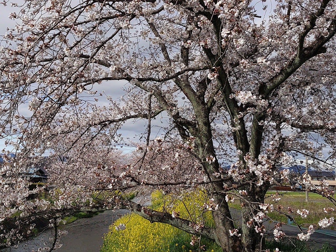 近所の桜状況（3/29）の記事画像