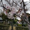名古屋市みどりケ丘公園墓地　桜の画像