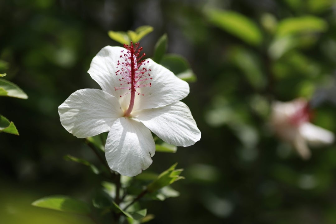 ハワイ島から花見1 ハイビスカス コキオ ケオケオ ディープ ハワイ ツアーズ