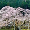 三大桜の一つ根尾谷淡墨桜　の画像
