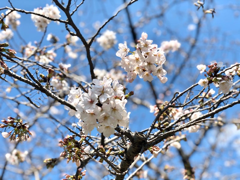 まだ八分咲きくらいの城北公園の桜 ドン前田の世界探訪記