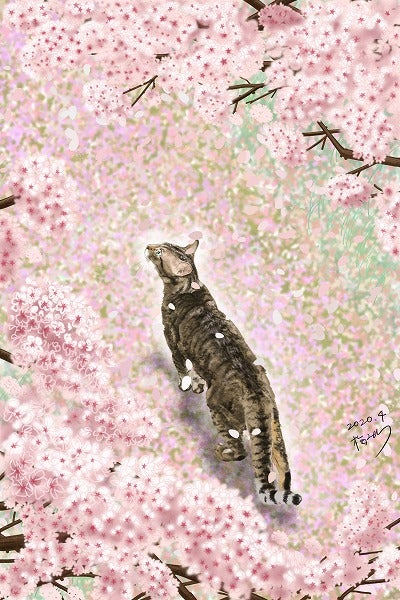 イラスト 桜道の猫 描いたよ 猫たまブログ イラスト 桜道の猫 描いたよ 猫たまブログ