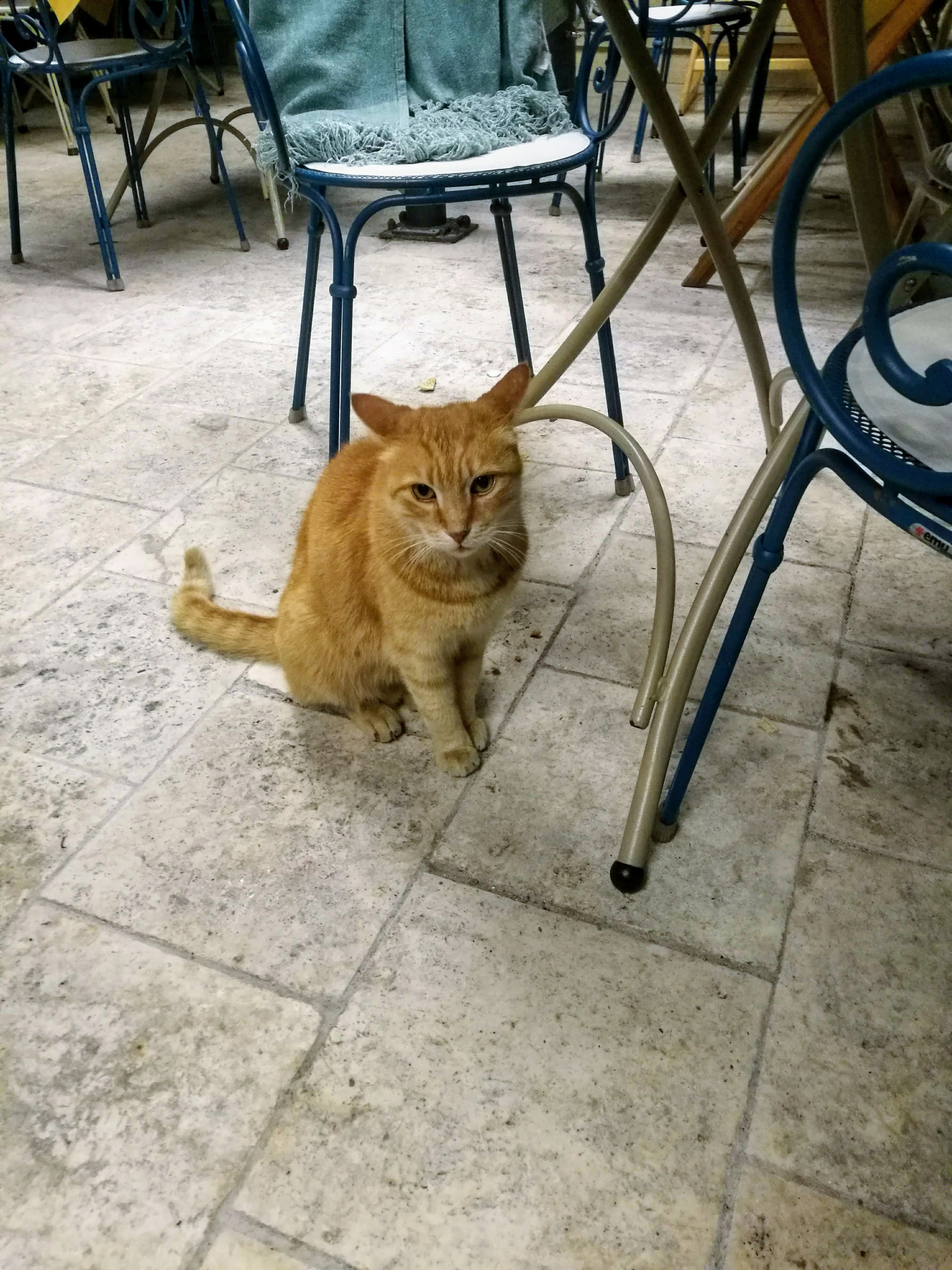 マルタ猫 徒然なる日々から 年3月編 マルタ島暮らし 猫の島で猫と過ごす日常