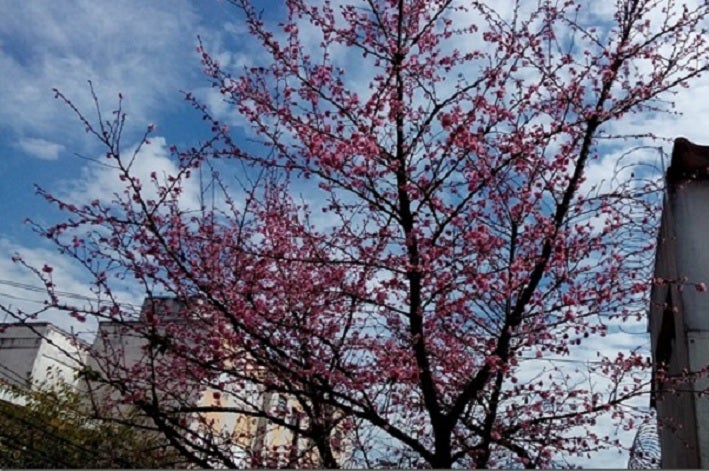 ≪花談議５２１≫　ブラジルでも桜の花がで咲きます。　広橋さんからのお便りです。の記事より