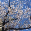 桜　菜の花　モンシロチョウの画像