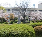 ≪花談議５２３≫　　西宮市の桜満開　　杉井さんからのお便りです。の記事より