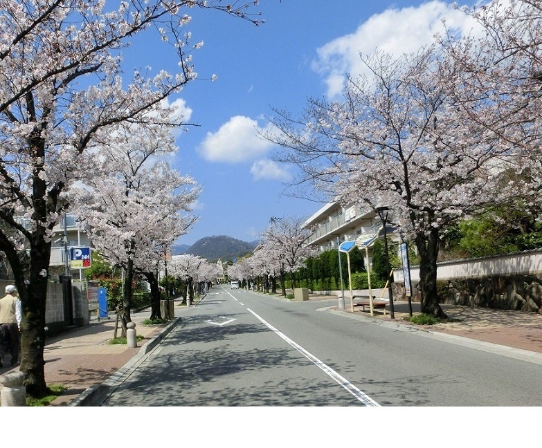 ≪花談議５２３≫　　西宮市の桜満開　　杉井さんからのお便りです。の記事より