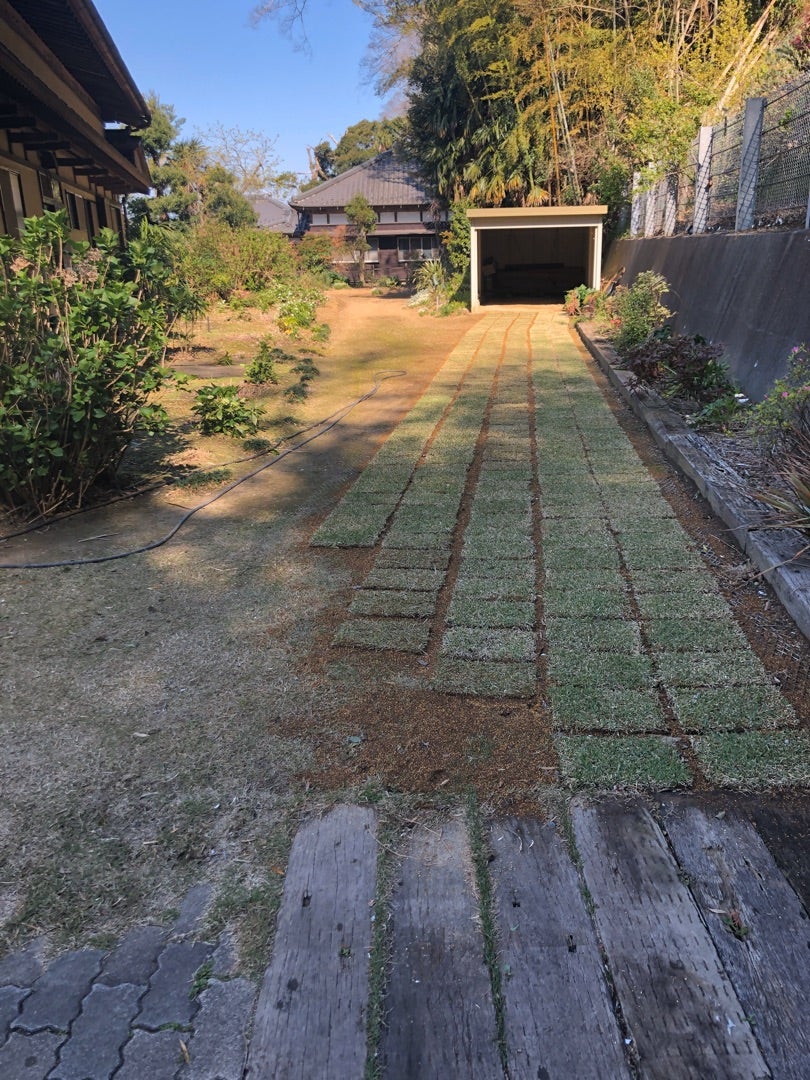 野芝張りとセンチピードグラスの種まき準備。 櫻井農園 Sakurai Orchid． 佐倉市の洋蘭屋さんのブログ