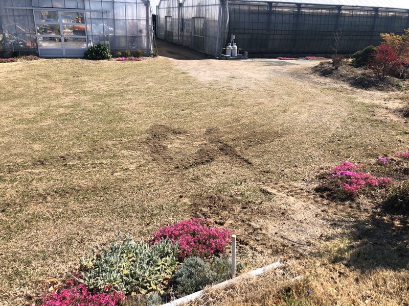 野芝張りとセンチピードグラスの種まき準備。 櫻井農園 Sakurai Orchid． 佐倉市の洋蘭屋さんのブログ