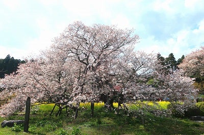 静岡富士宮市 狩宿の下馬桜がすばらしい Italiaspeedのロックな毎日