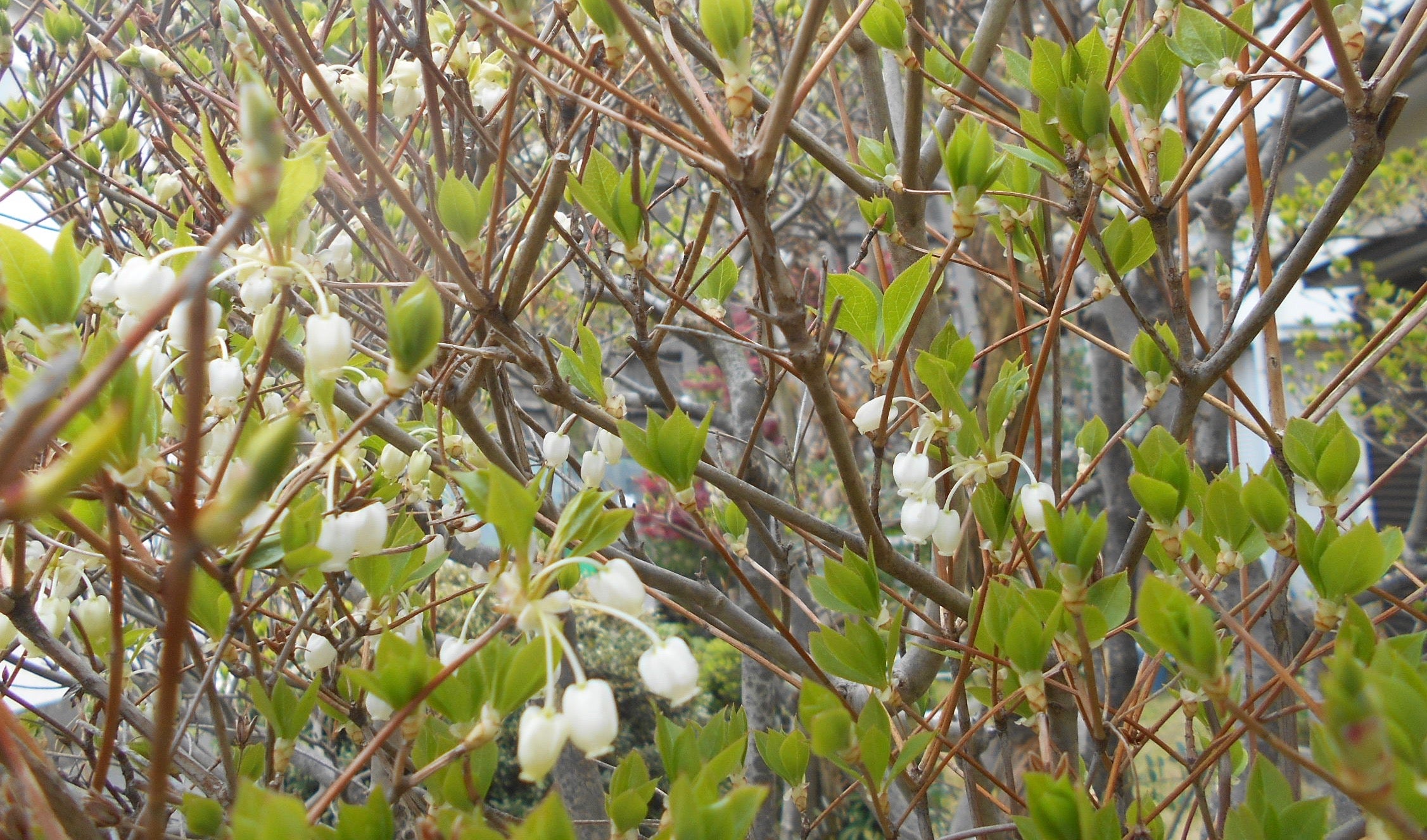 ”葉桜” 66rkのブログ