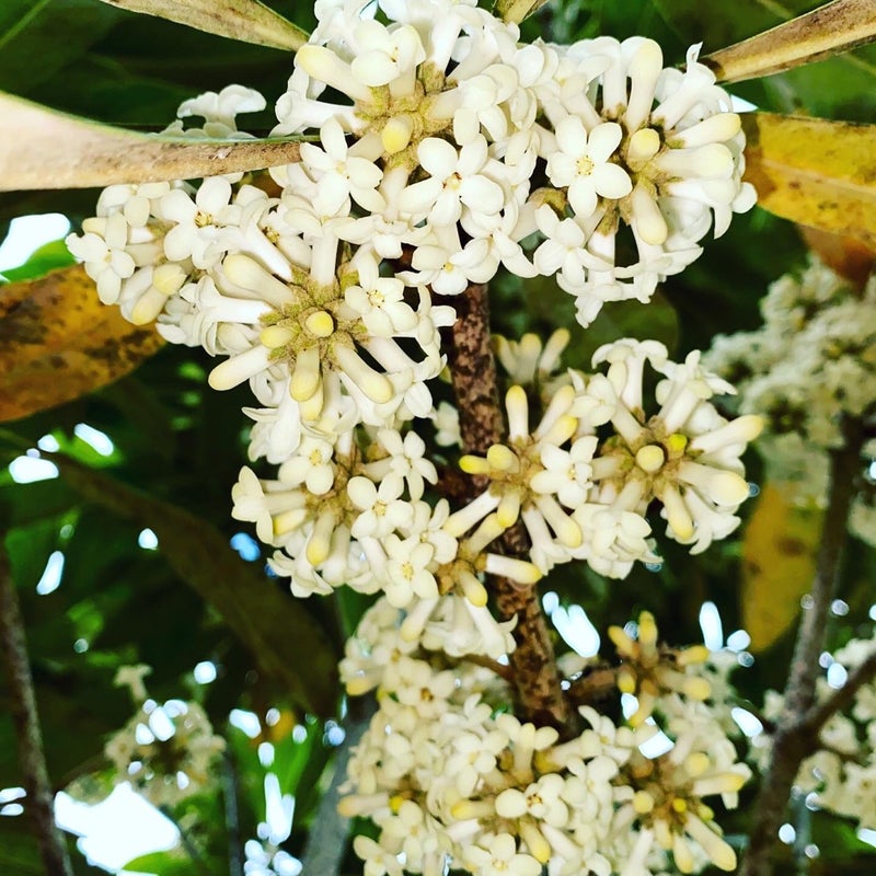 Hoawaの白い花が咲きました ハワイの固有種 ディープ ハワイ ツアーズ